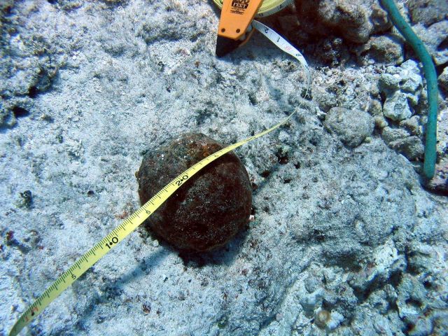 Cannon ball approximately 10 cm across from ship wreck of whaling vessel on Pearl and Hermes Reef. Picture