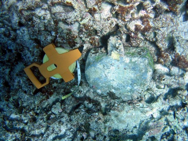 Lead ingot from ship wreck of a whaling vessel on Pearl and Hermes Reef. Picture