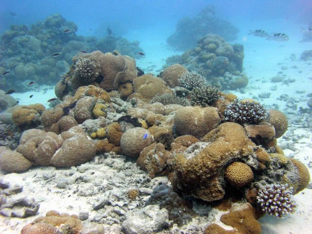 Heaps of round corals reminiscent of piles of cannonballs on men-of-war of old. Picture