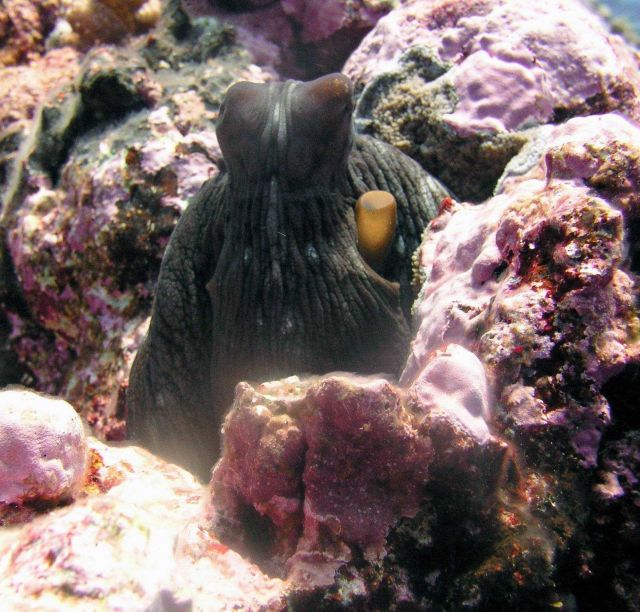 A black octopus posing for the camera. Picture