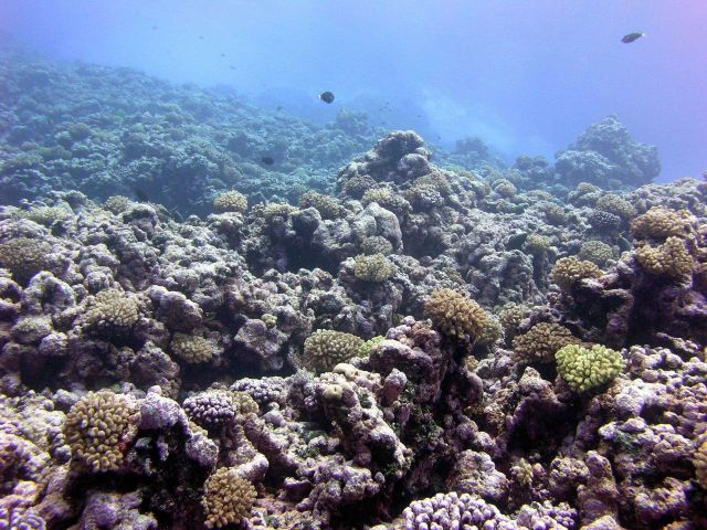 More like a garden of stone than an array of living corals. Picture