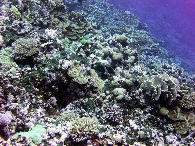 A diverse array of corals on a slope of Rose Atoll Picture