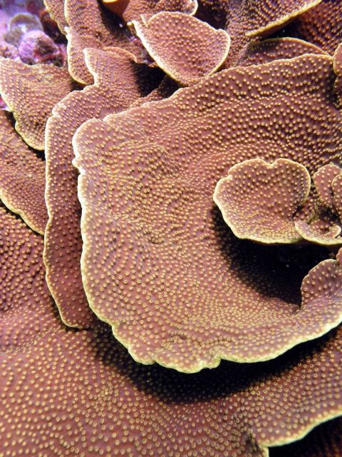 Cabbage coral Picture