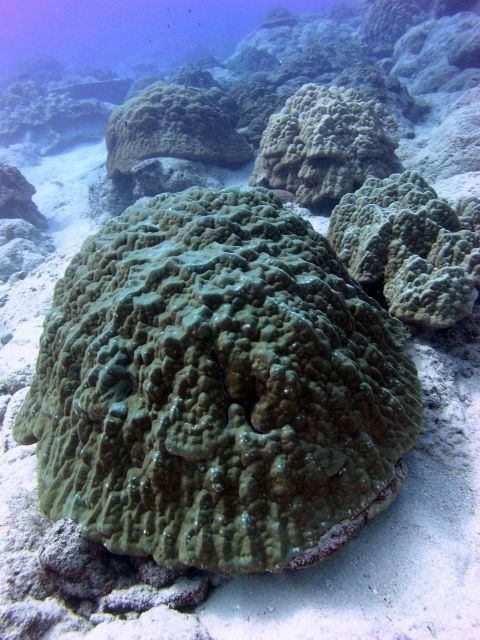 Massive corals looking more like giant mushrooms Picture