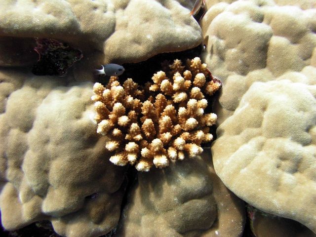 Apparently diseased coral to the left of the fish's white tail fin. Picture