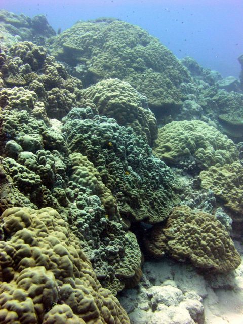 Massive corals Picture