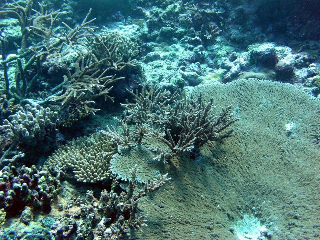 An array of corals Picture