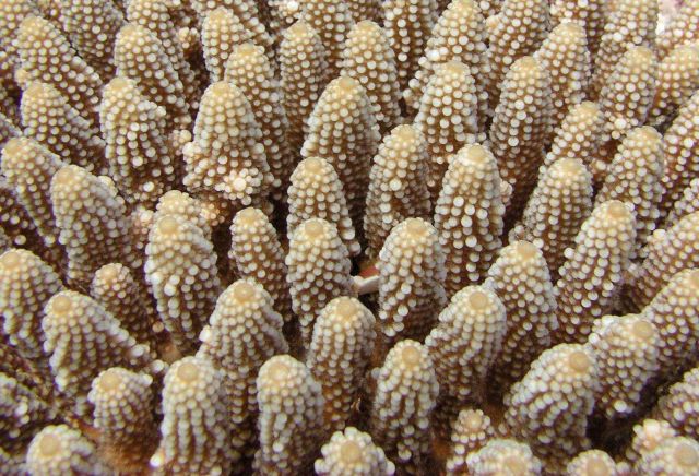 A beautiful array of coral fingers Picture