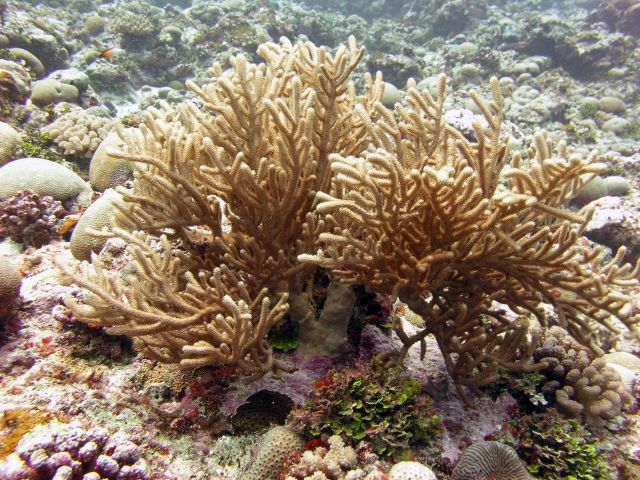 Coral and algae coexisting. Picture