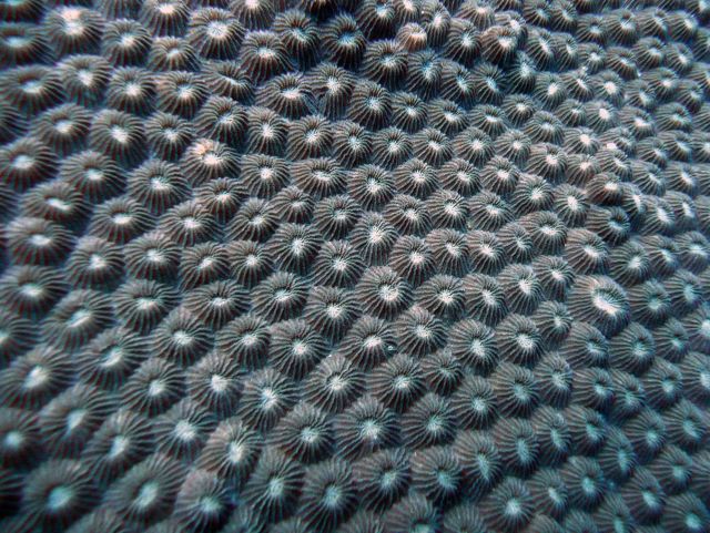 Star coral with polyps retracted Picture