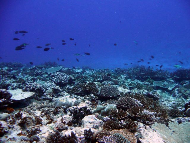 Reef scene Picture