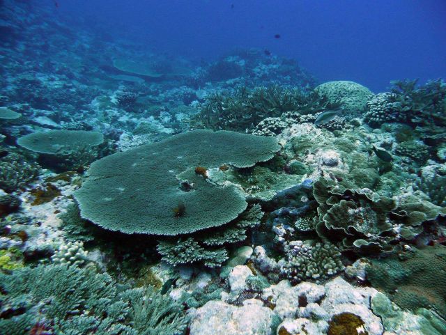 Large tabular coral (Acropora sp.) Picture