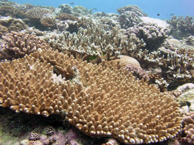 A diverse assemblage of corals Picture