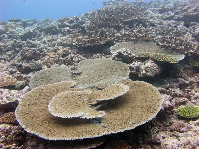Large tabular coral (Acropora sp.) Picture