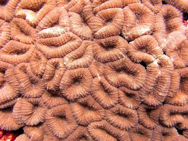 Coral patterns Picture
