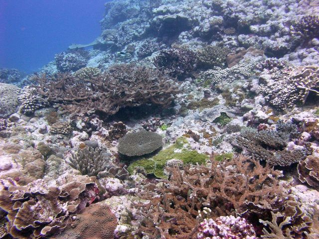 Coral reef scene Picture