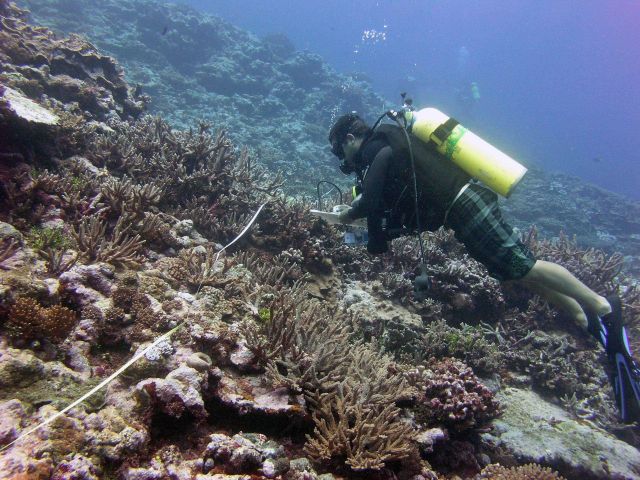 Scientific diver taking notes on reef transect Picture