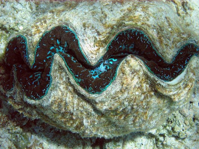 Giant clam (Tridacna sp.) Picture
