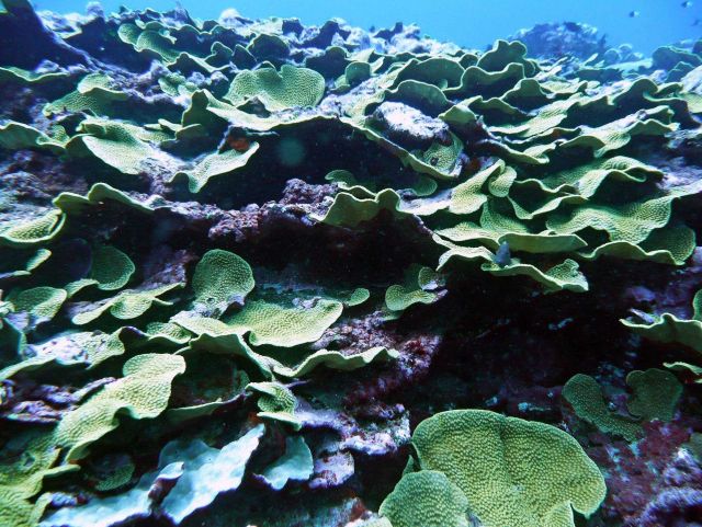 Cabbage coral Picture