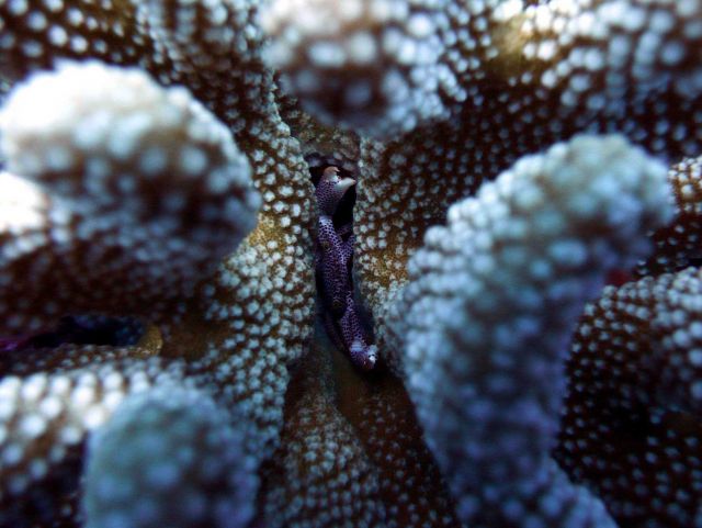 A small purple dotted crab wedged between coral appendages. Picture