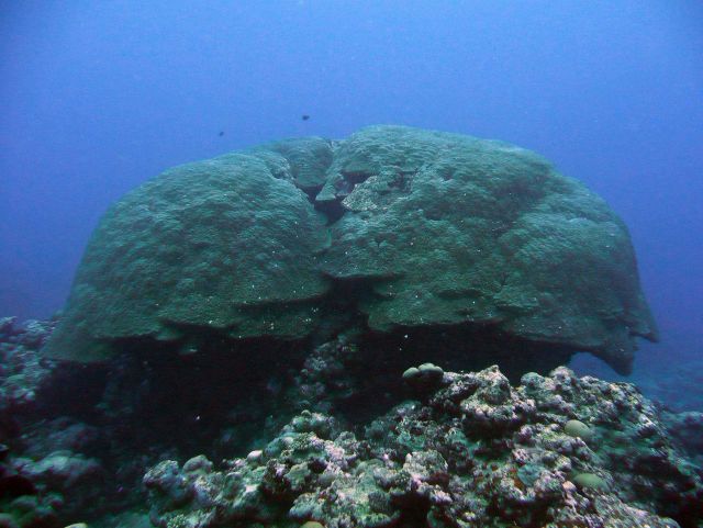 Massive coral (Porites sp.) Picture