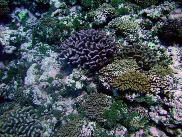 Coral reef scene Picture