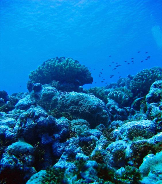 Coral reef scene Picture