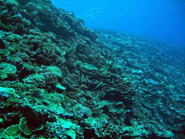 Coral reef scene Picture