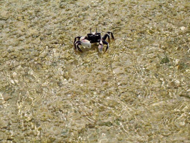 A crab in the shallows of Swains Island Picture