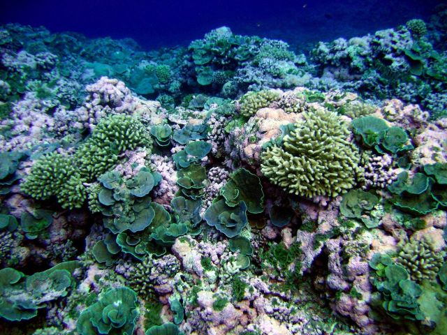 Green and pink reef scene Picture