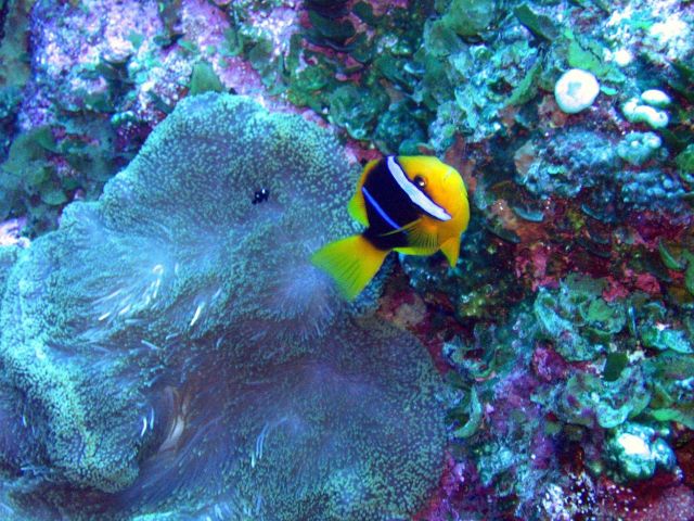 An orange fin anemonefish (Amphiprion chrysopterus) Picture