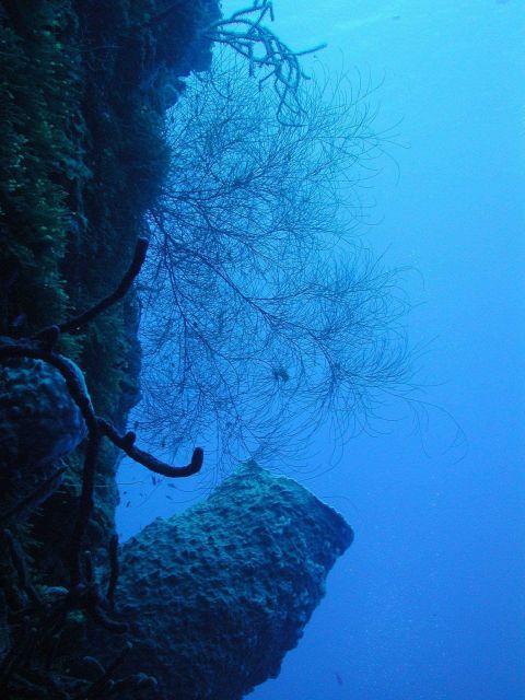 Dropping into the Twilight Zone, the community structure changes noticeably and many sponges increase dramatically in size. Picture