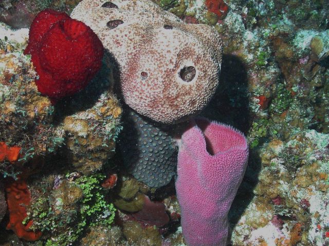 Biodiversity of colorful sponges on the shallow reefs on Little Cayman Island is among the highest in the Caribbean. Picture