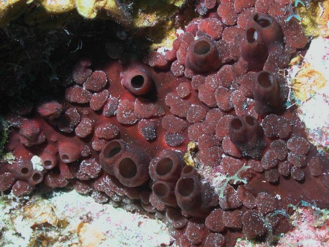 This bizarre sponge was a surprising find on the shallow reefs of Little Cayman Island. Picture