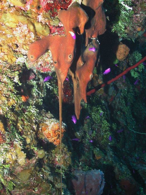 This strange liver sponge appears to be dripping into the depths. Picture