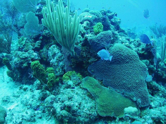 The shallow reef is dominated by soft and hard corals whereas sponges dominate the deep reef community. Picture