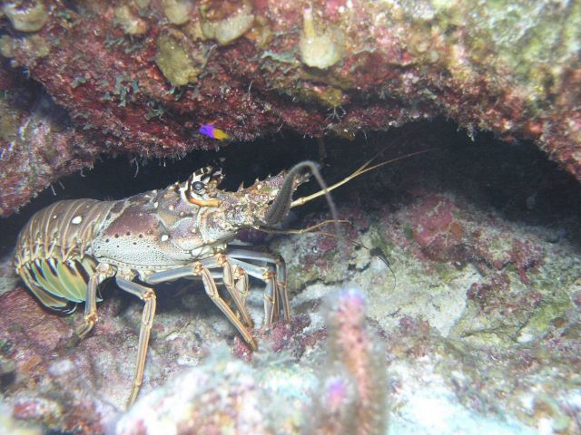 Spiny lobster Picture