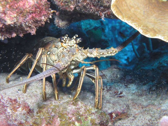 Spiny lobster Picture