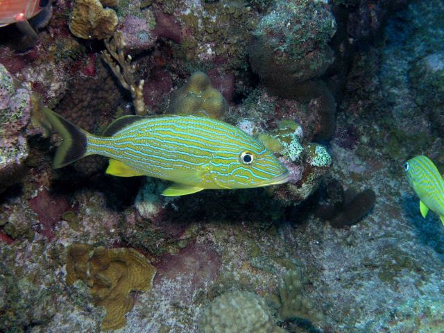 Bluestriped grunt (Haemulon sciurus) Picture