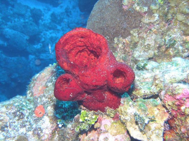 Red sponge Picture