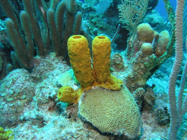 Yellow tube sponge Picture
