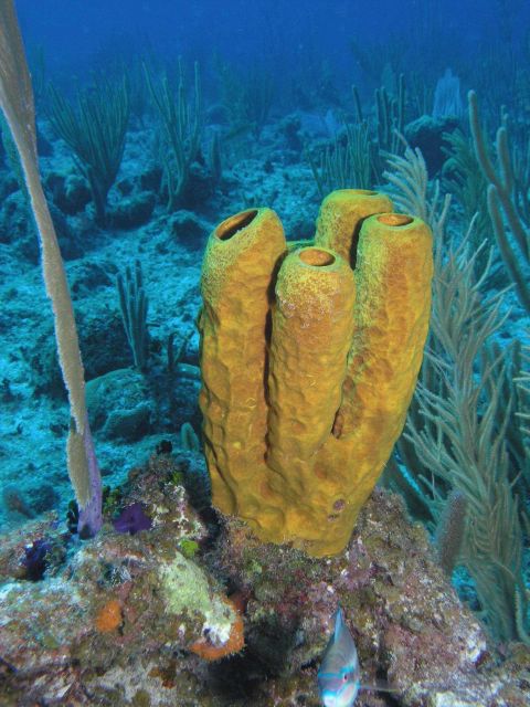 Yellow tube sponge Picture