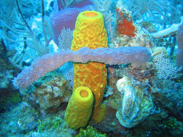 Sponge biodiversity and morphotypes at the lip the wall site in 60 feet of water Picture