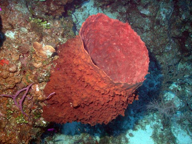 Xestospongia muta, the barrel sponge, may live for 100 years and grow to over 6 feet tall Picture