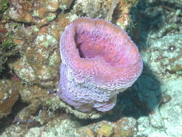 Some sponges, like this vase sponge (Callyspongia plicifera), do not host a microbial community that is substantially different from that found in the Picture