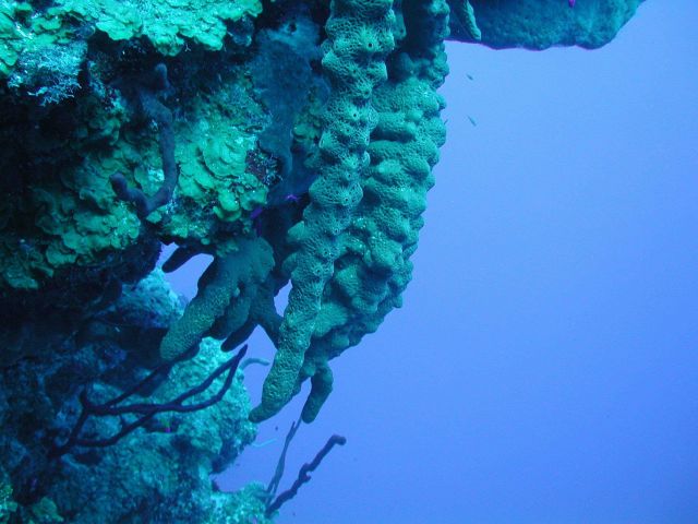 This brown sponge (Agelas conifera) is common on both shallow and deep Caribbean reefs, but grows to enormous proportions on deeper reefs where it can Picture
