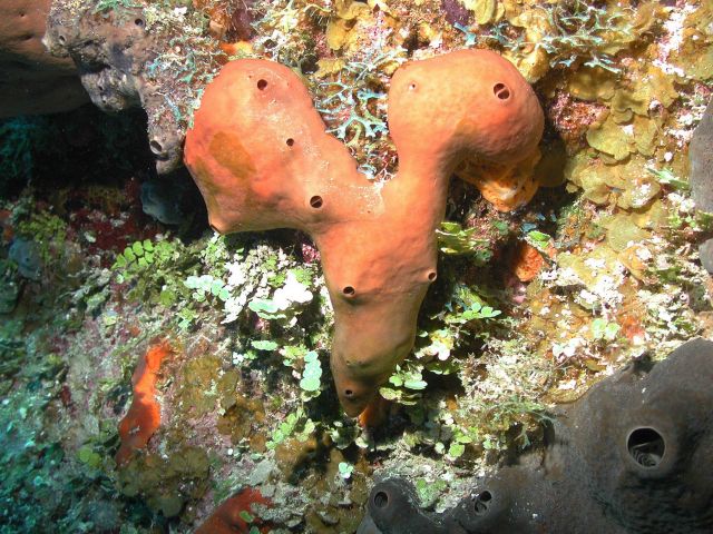 The liver sponge, Plakortis sp., produces a series of important chemical compounds that deter predators and have biomedical antimicrobial activity. Picture