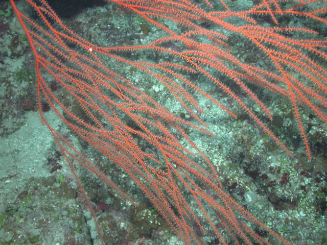 Several species of gorgonian octocorals occur on deep reefs Picture