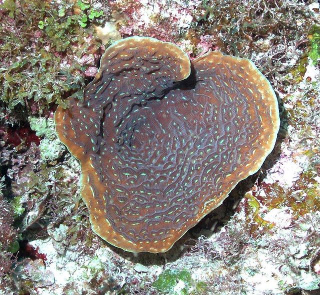 Plating Agaricids are common down to about 200 ft on the Little Cayman walls, in shallower water they tend to form smaller plates with upright ridges Picture