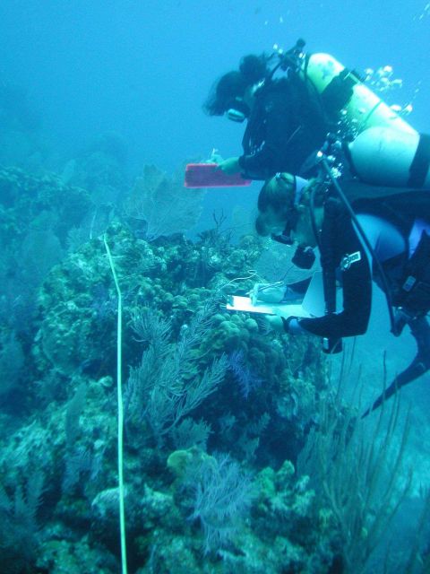 Team TZ members conducting a site survey at a depth of 40 feet Picture